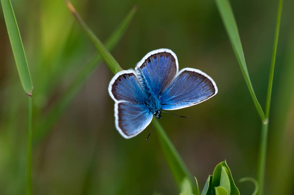 Silvery Blue